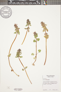 Lamium purpureum image