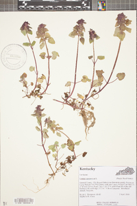 Lamium purpureum image