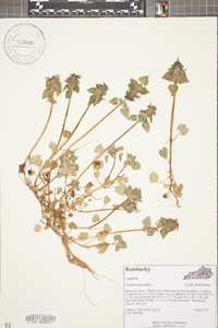 Lamium purpureum image