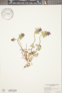 Lamium purpureum image