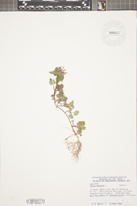 Lamium purpureum image