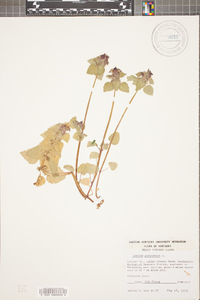 Lamium purpureum image