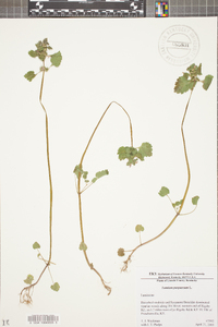 Lamium purpureum image