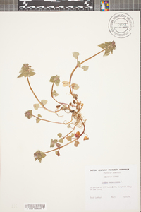 Lamium purpureum image