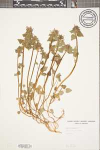 Lamium purpureum image