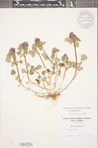 Lamium purpureum image