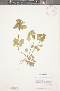 Lamium purpureum image