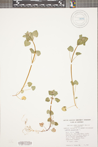 Lamium purpureum image