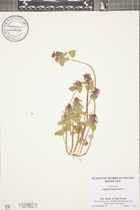 Lamium purpureum image