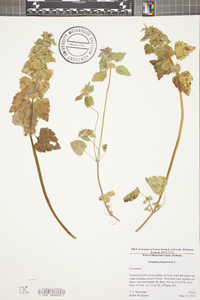 Lamium purpureum image