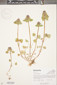 Lamium purpureum image