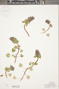 Lamium purpureum image