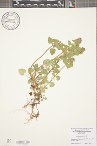 Lamium purpureum image