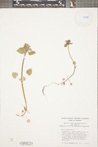 Lamium purpureum image