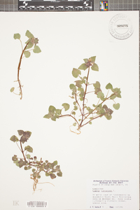 Lamium purpureum image