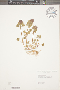 Lamium purpureum image