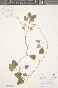 Meehania cordata image