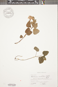 Meehania cordata image