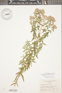 Pycnanthemum verticillatum image