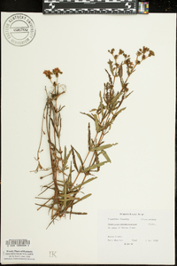 Hypericum prolificum image