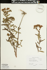 Hypericum sphaerocarpum image