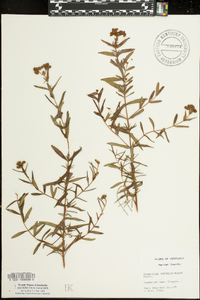 Hypericum prolificum image