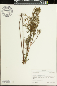 Hypericum prolificum image