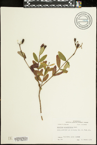 Hypericum apocynifolium image