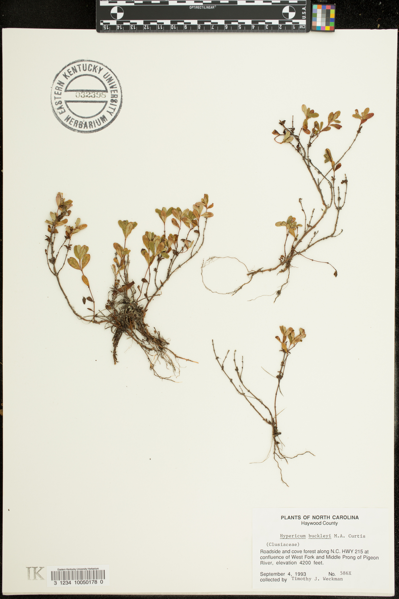 Hypericum buckleii image