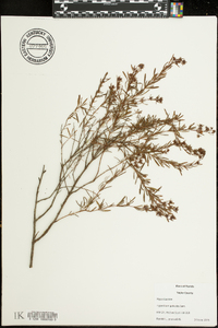 Hypericum galioides image