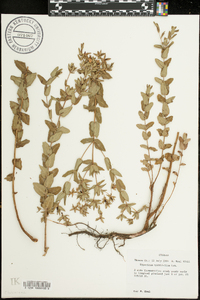 Hypericum myrtifolium image