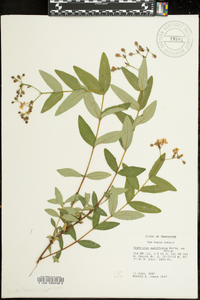 Hypericum nudiflorum image