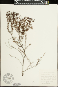 Hypericum reductum image