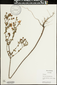 Hypericum tetrapetalum image