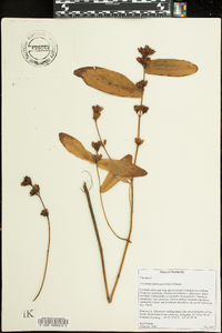 Triadenum tubulosum image