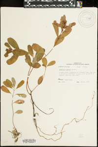 Hypericum walteri image