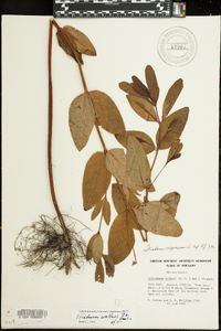 Triadenum walteri image