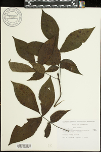 Carya carolinae-septentrionalis image