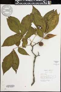 Carya glabra var. glabra image