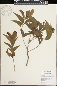 Carya illinoinensis image