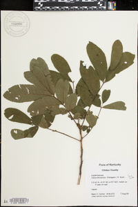 Carya illinoinensis image