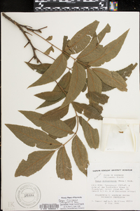 Carya illinoinensis image