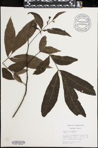 Carya illinoinensis image