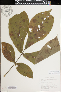 Carya illinoinensis image