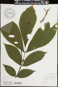 Carya laciniosa image