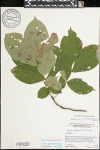 Carya pallida image