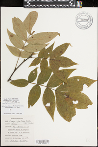 Carya pallida image