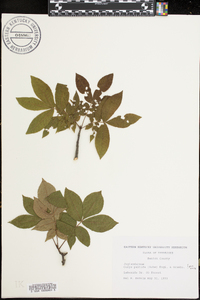 Carya pallida image