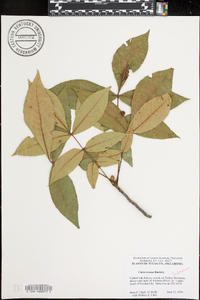 Carya texana image