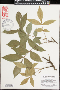 Carya texana image